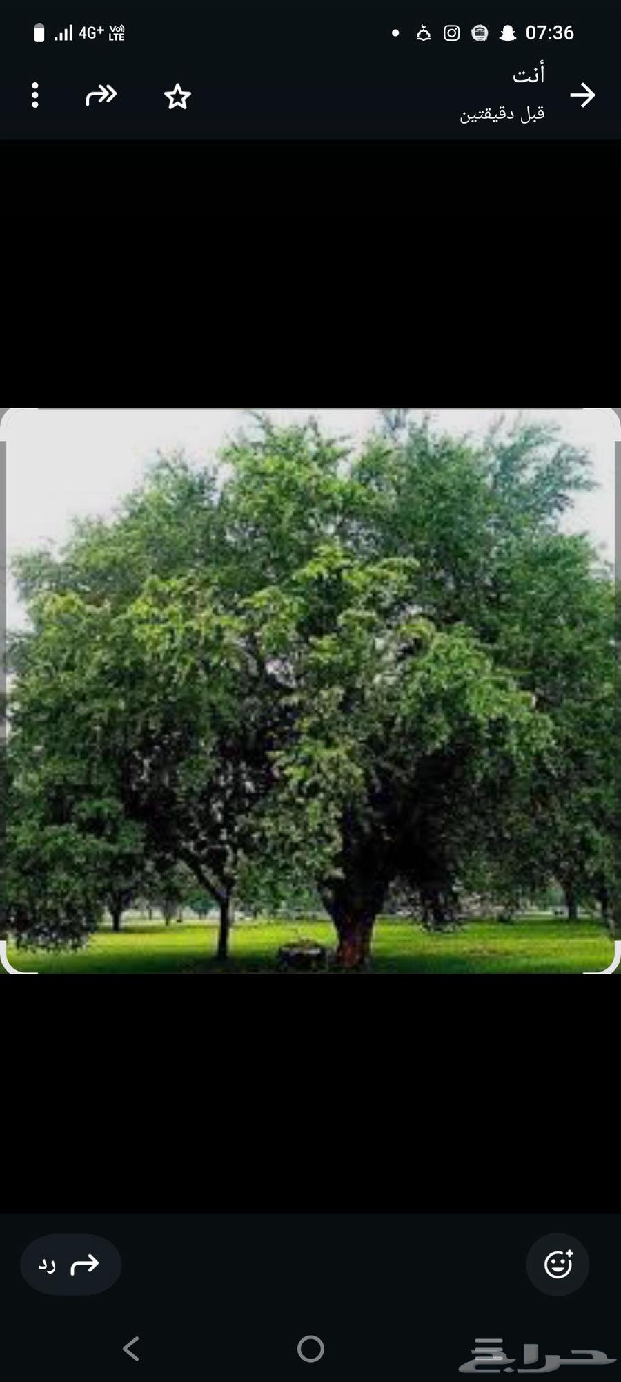 بذور اللوز الهندي64545345968769110