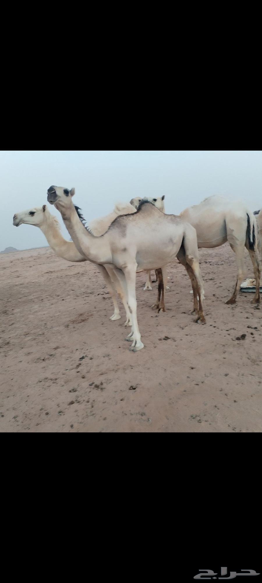 للبيع لقيه صهوديه سالمه العذرايب64545757774979110