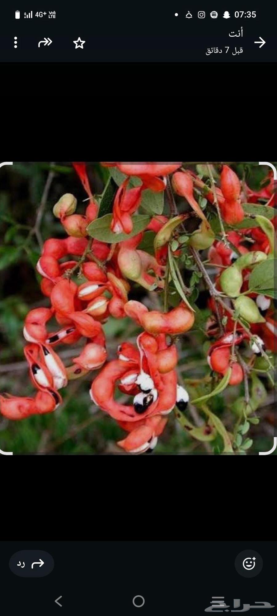 بذور اللوز الهندي64545345968769113