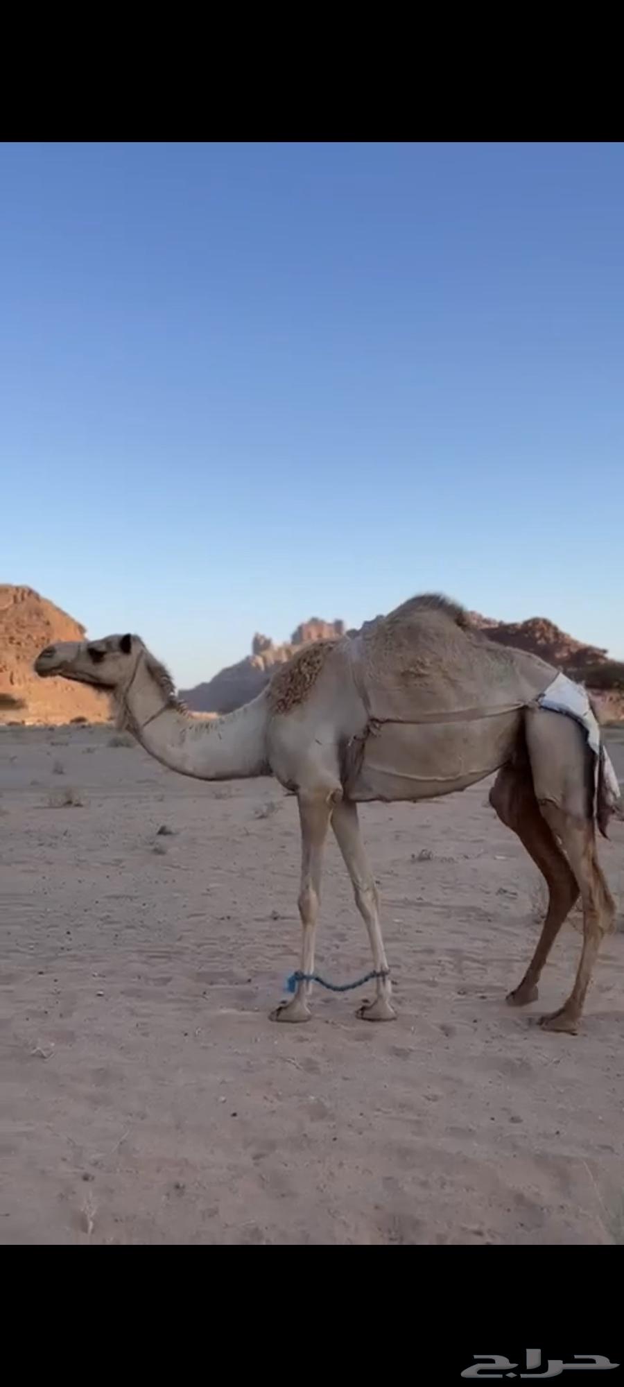 نياق مهجنات للبيع الصامل يتواصل ولانقبل معاريض64549457954817110