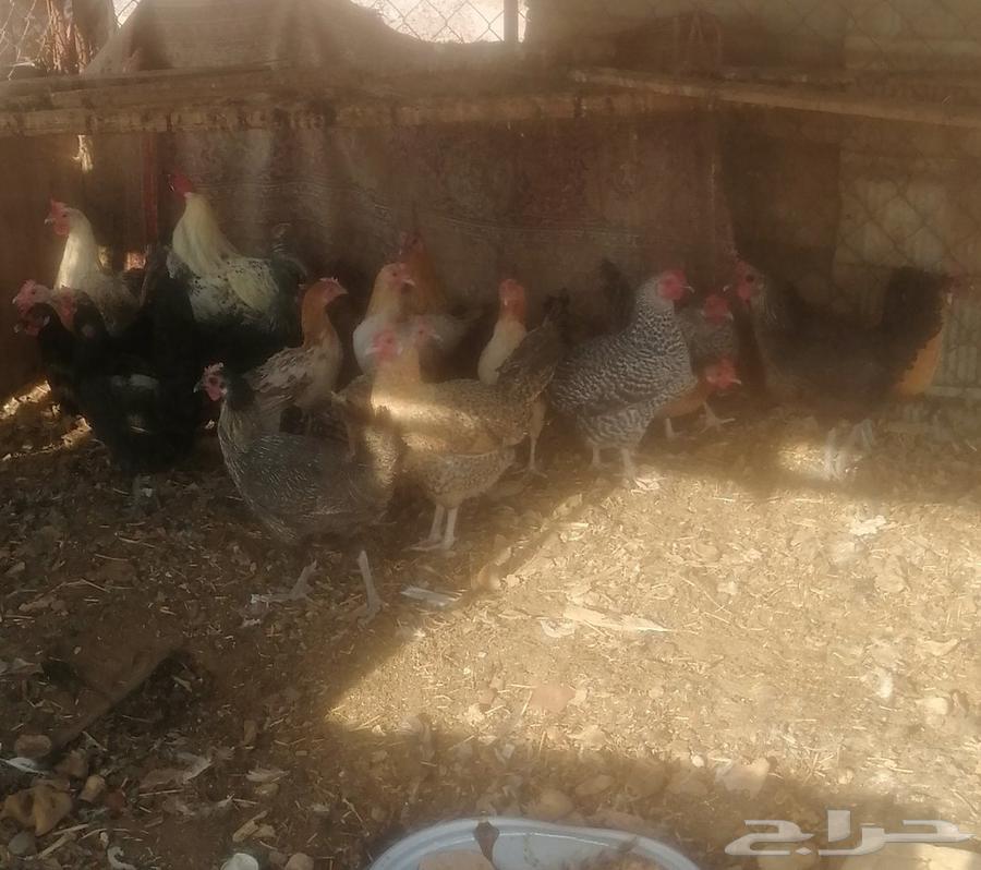 دجاج للبيع 19 حبه64545673551617112