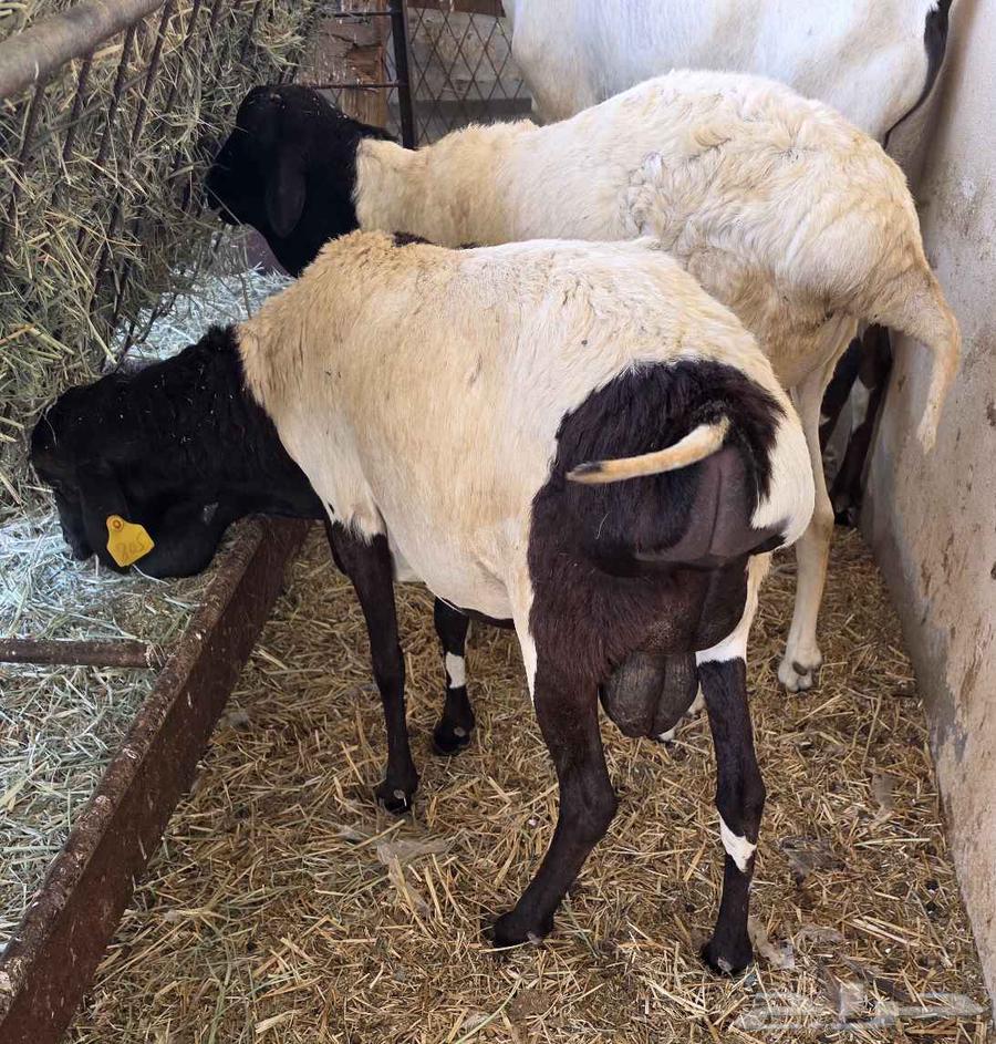 Slaughter services with slaughter and delivery in Al-Zulfi64546860416769110