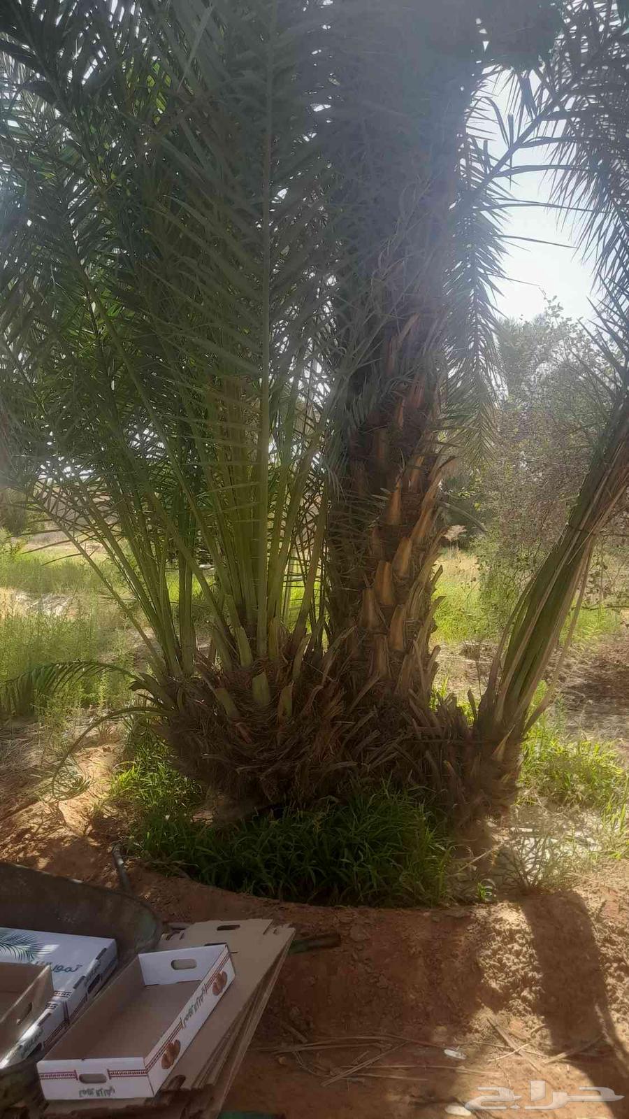 فسايل للبيع ب عيون الجواء وضواحيها64546206612225113