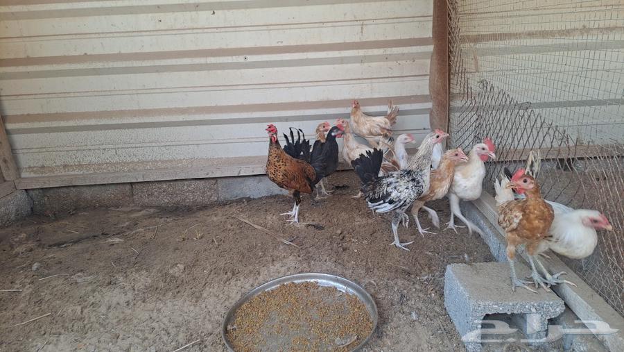 للبيع ديوك بلدي64546540128387114