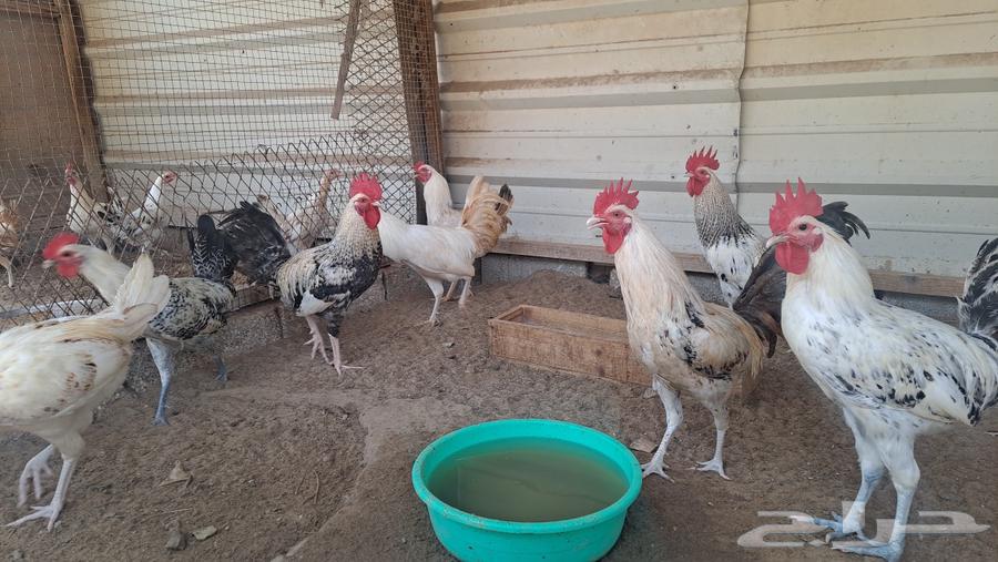 للبيع ديوك بلدي64546540128387110