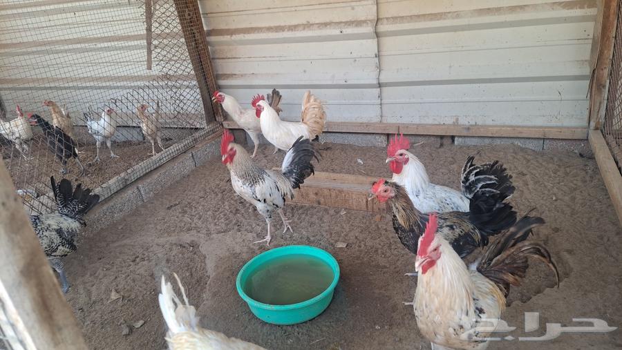 للبيع ديوك بلدي64546540128387111