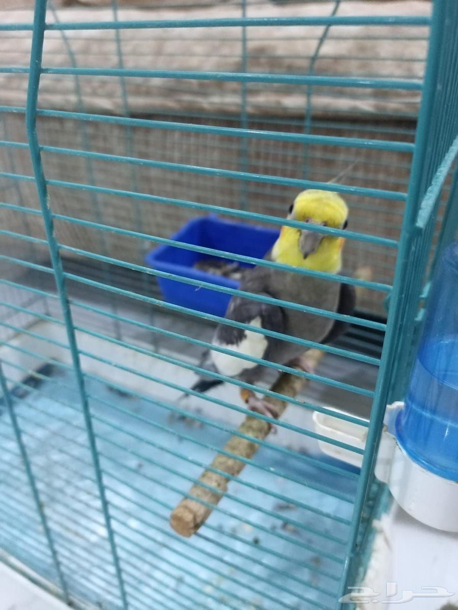 Crowing rooster, location Jeddah Al-Harzat64546158838019110