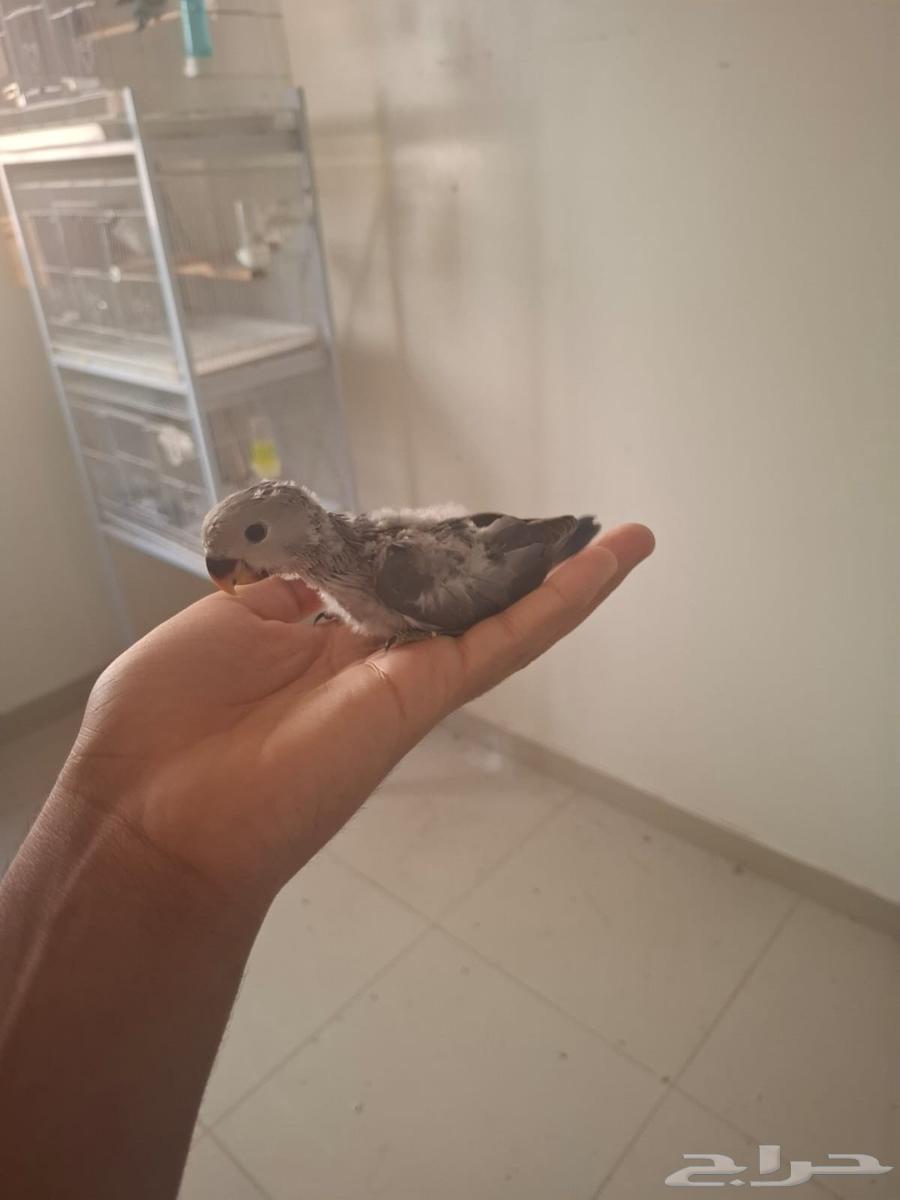 فروخ روز غر ( تم البيع )64547846806530110