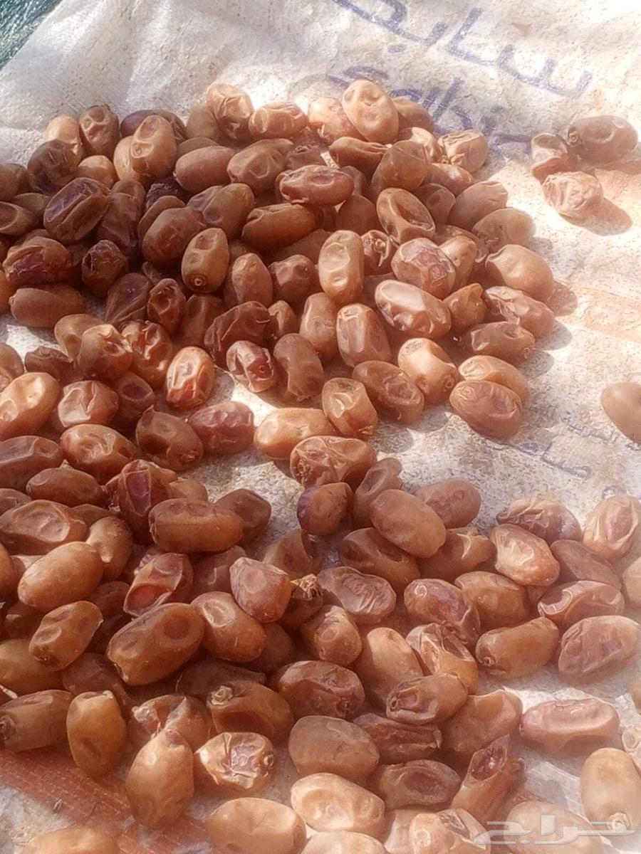 اخلاص اشقر حبه طيبه الموقع حمادة الغاط الكميه تقريبا 20 طن64546985347331110