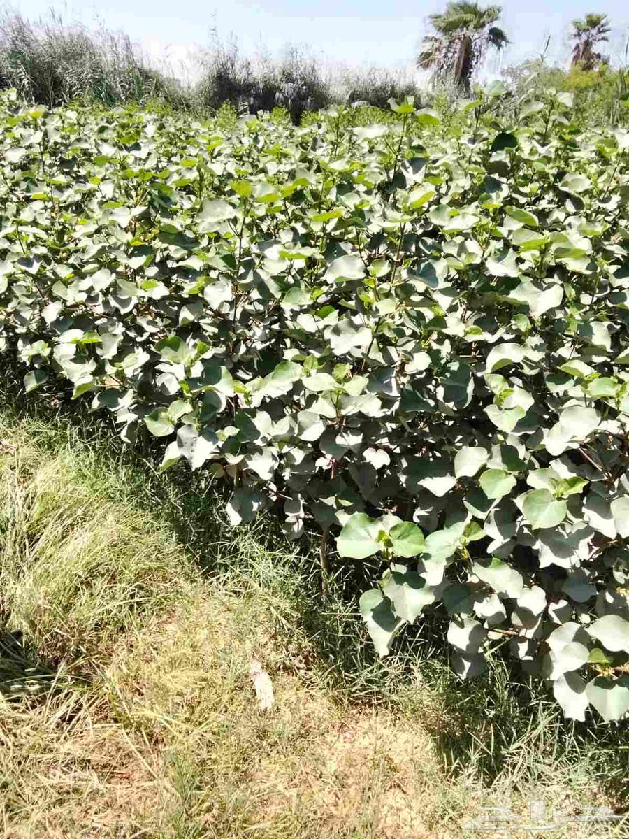 Landscaping, installation of irrigation networks and artificial grass, and palm tree treatment64250482640387111