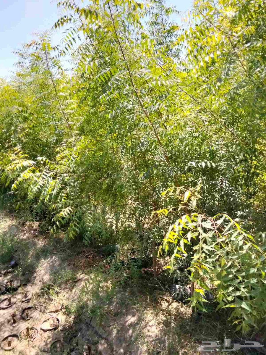 Landscaping, installation of irrigation networks and artificial grass, and palm tree treatment64250482640387110