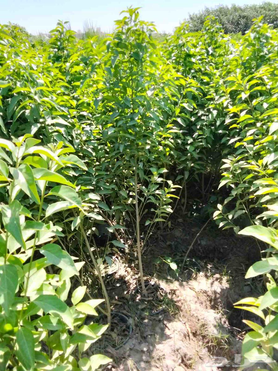 Landscaping, installation of irrigation networks and artificial grass, and palm tree treatment64250482640387112