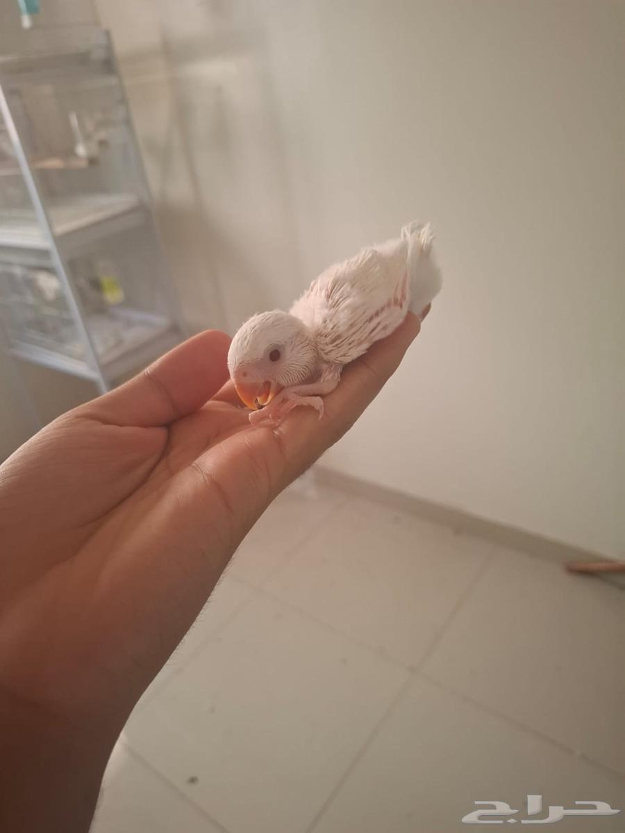 فروخ روز غر ( تم البيع )64547846806530111