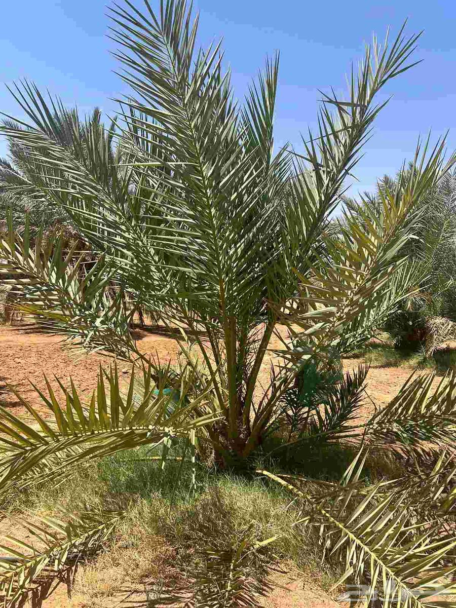 فسايل للبيع ب عيون الجواء وضواحيها64546206612225110