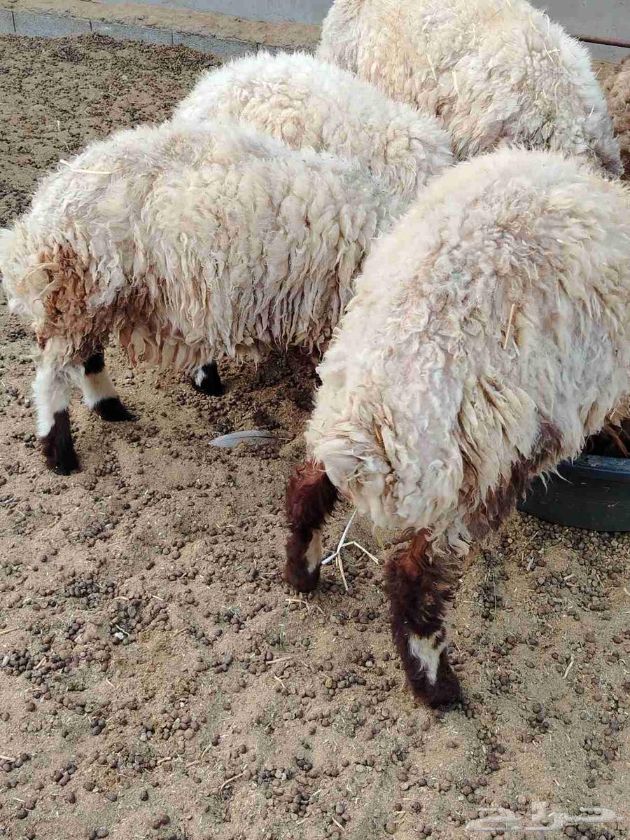 My windmills.64546158806913112