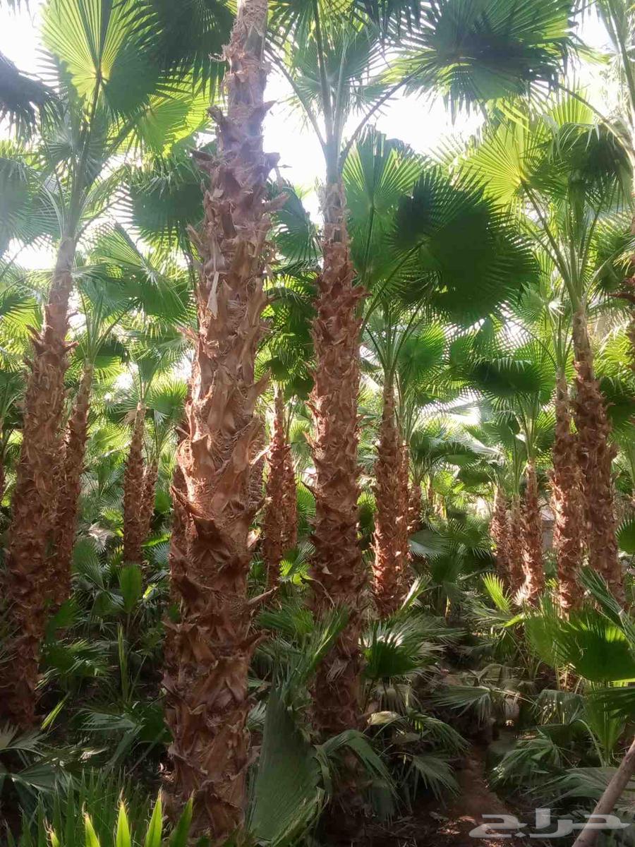 للبيع وتوصيل وزراعه64545573204738110