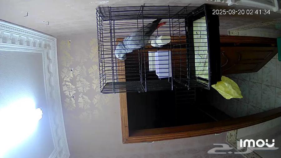 بغبغاء كاسكو اليف64546253494401110