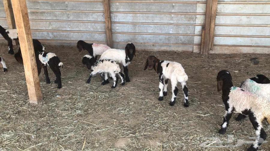 Dawagir Naaim Issue No. 1064546253412481113