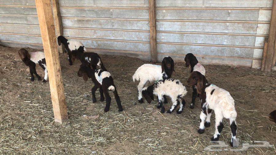 Dawagir Naaim Issue No. 1064546253412481114