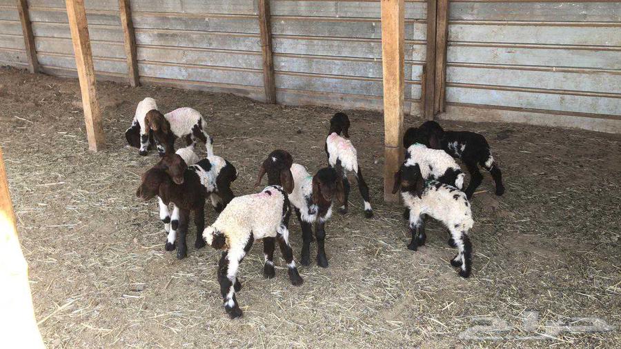 Dawagir Naaim Issue No. 1064546253412481112