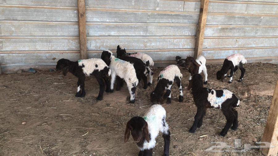 Dawagir Naaim Issue No. 1064546253412481111