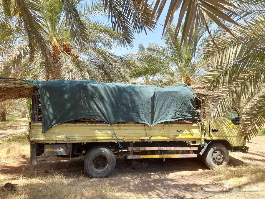 سعف نخيل للبيع64545644871683110