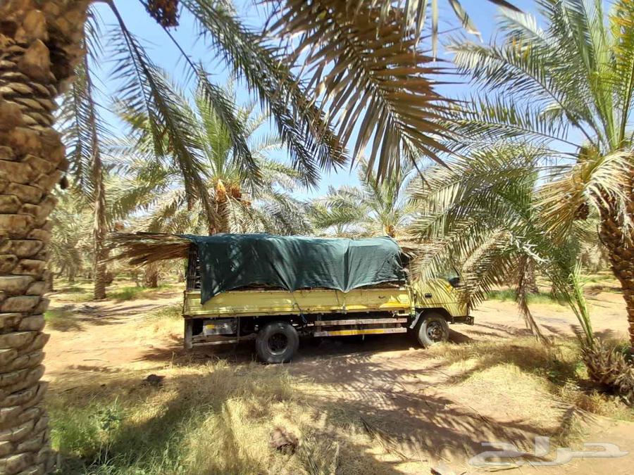 سعف نخيل للبيع64545644871683112