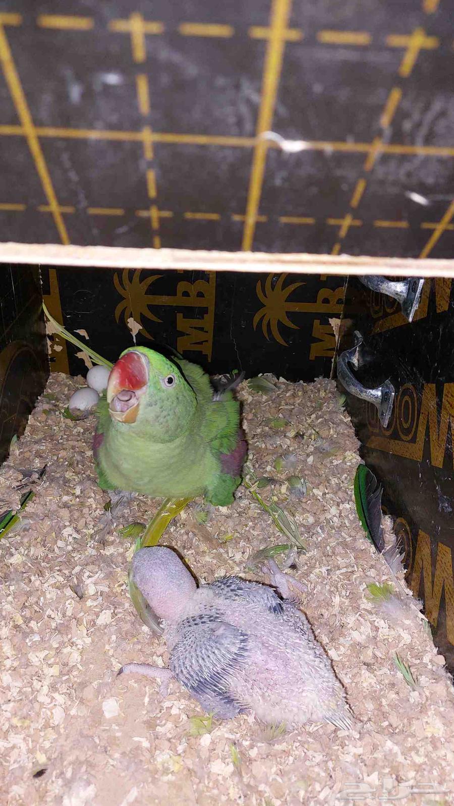 فرخ دره نيبالي64546054223489110