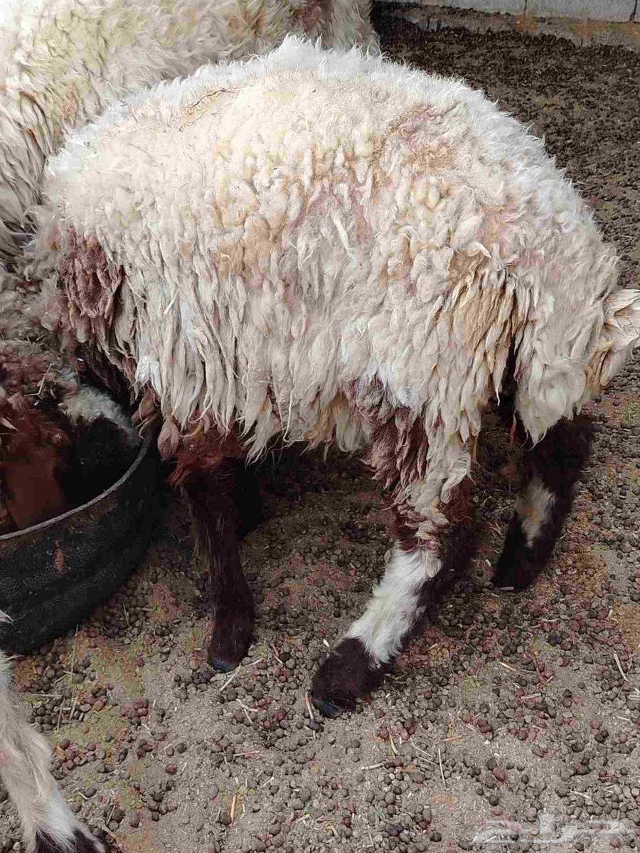 My windmills.64546158806913110