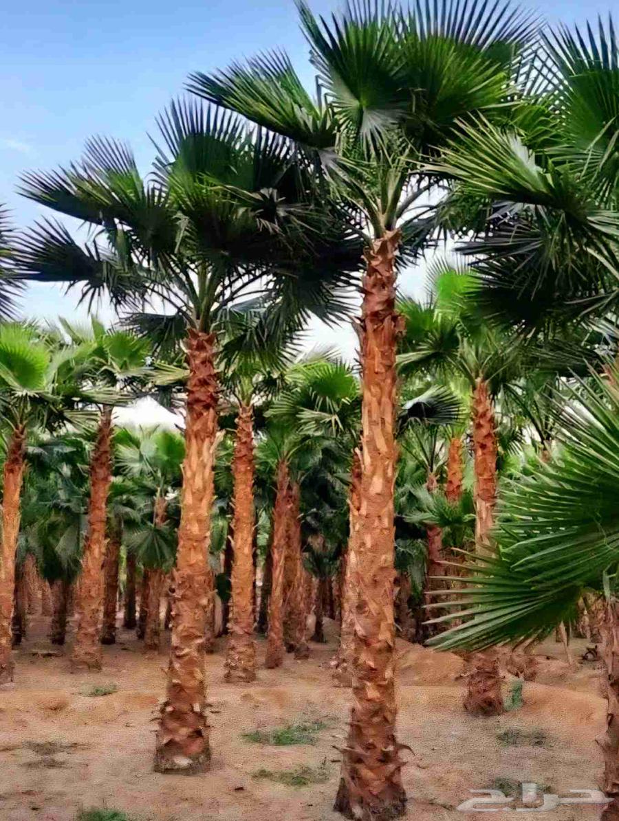 نخل واشنطني للبيع64547415836419110