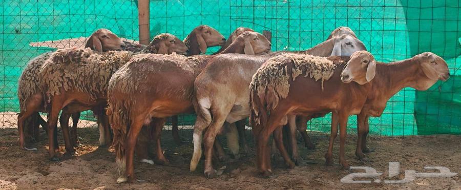 سواكنيات حمري مقاني تم البيع64545898873731113