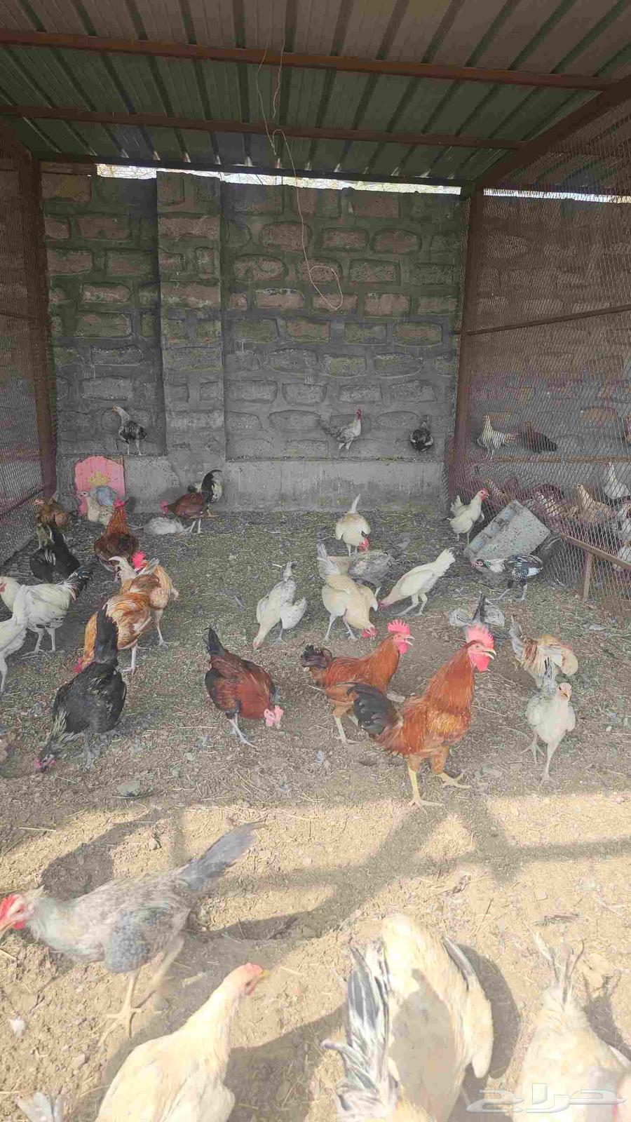 ديوك بلدي64545785898626112