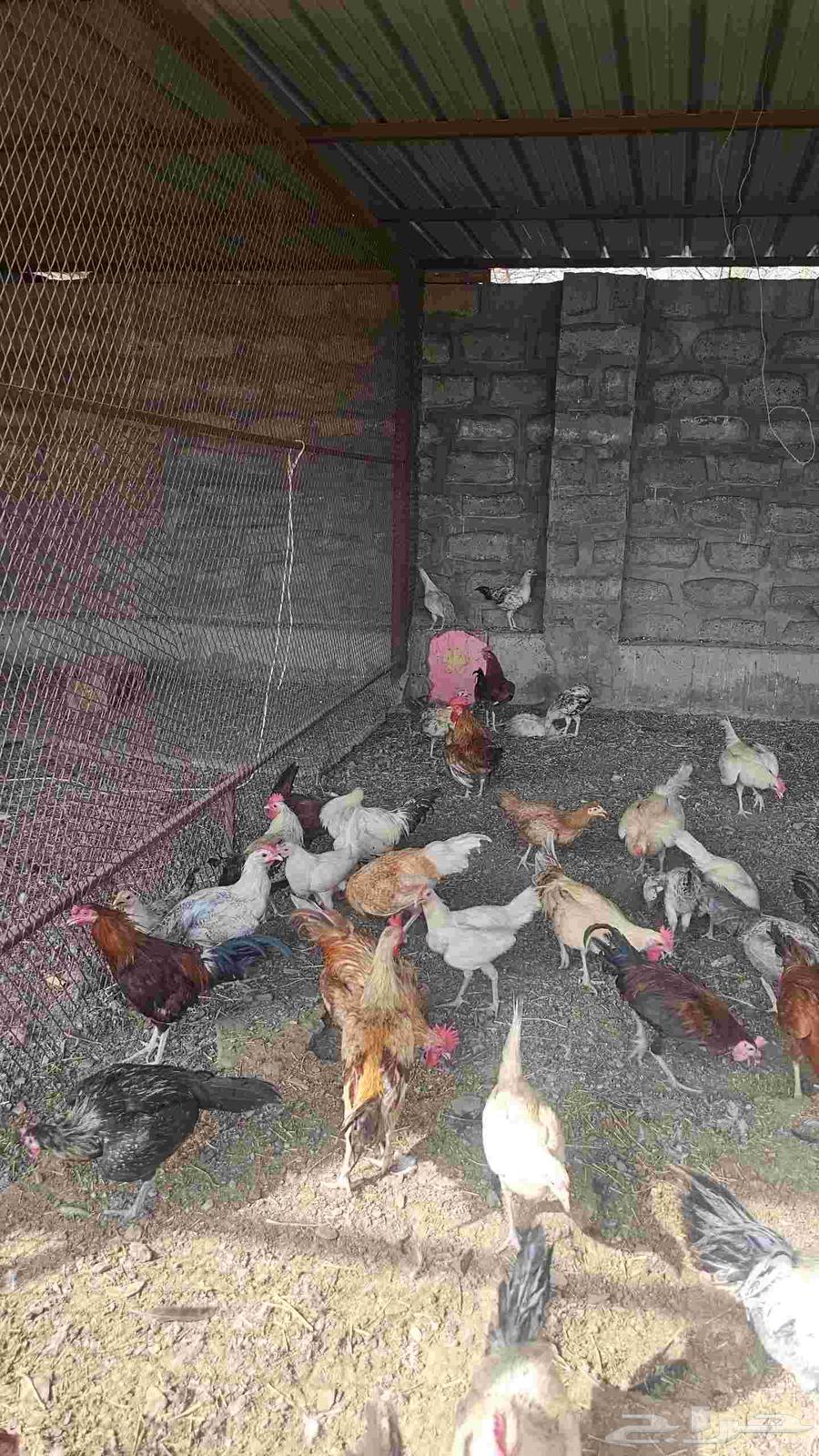 ديوك بلدي64545785898626110