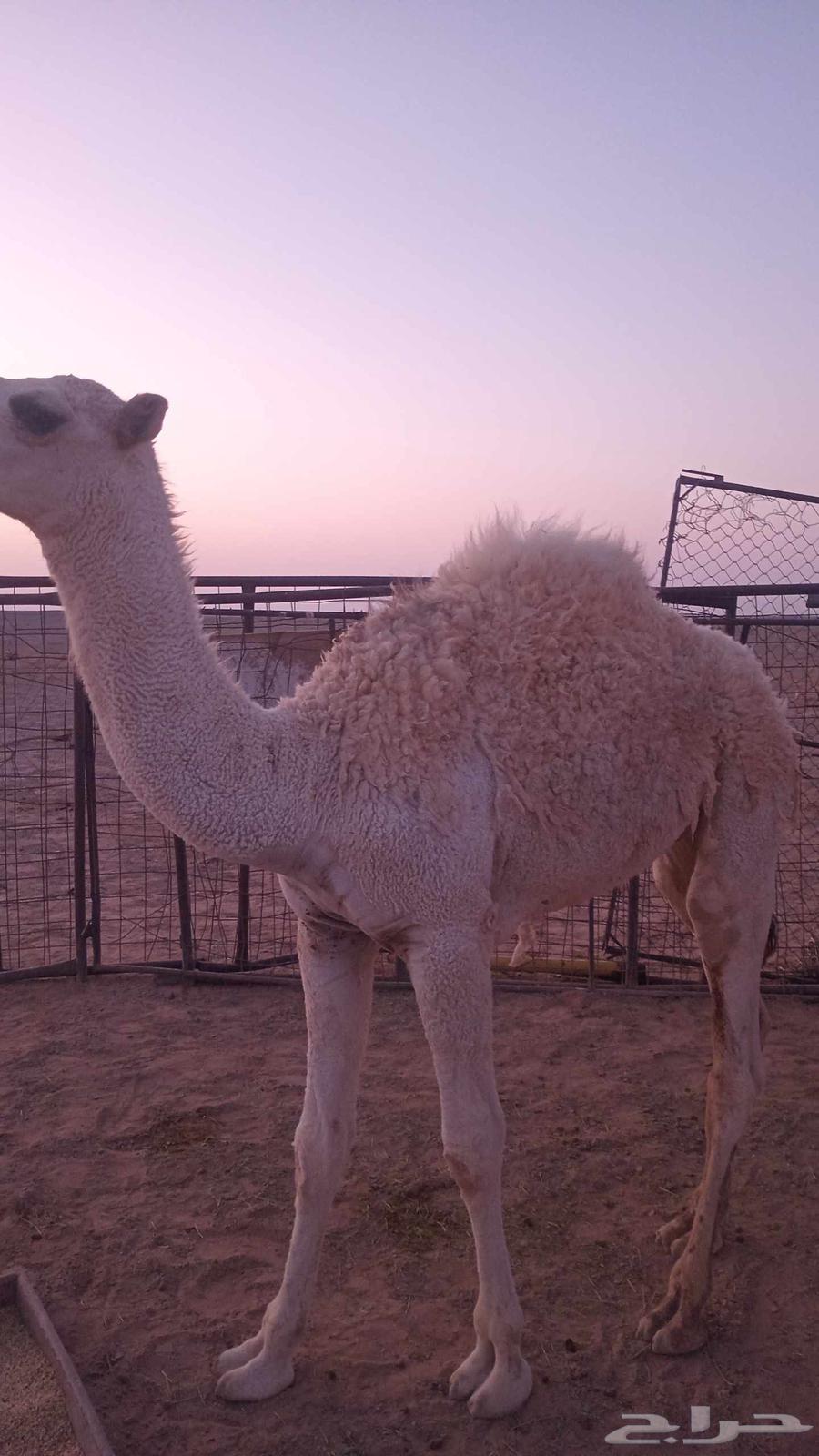 للبيع الحشو64548350830851110