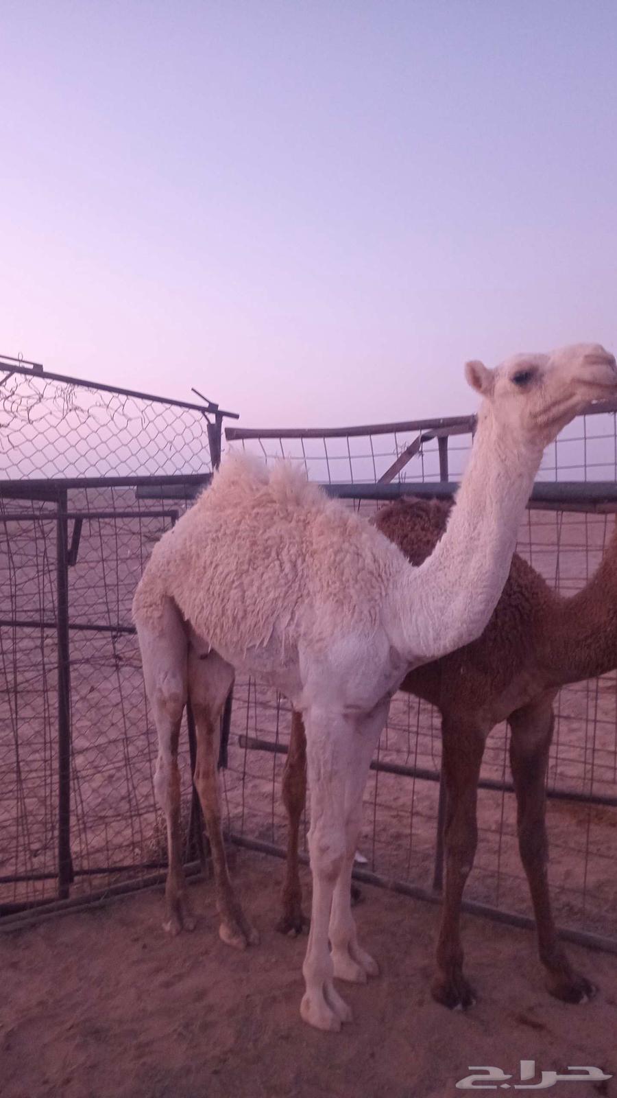 للبيع الحشو64548350830851111