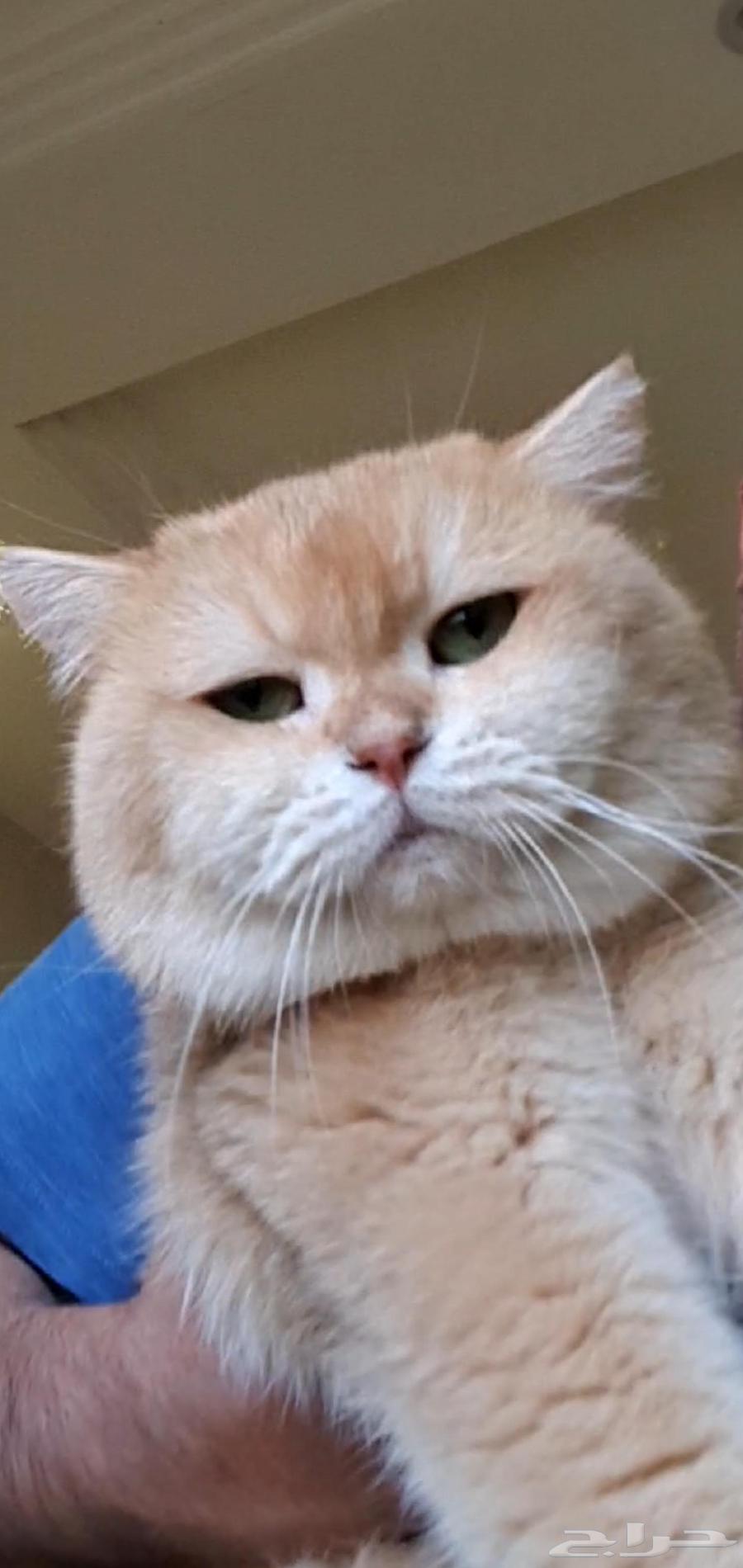 ذكر برتش Ny12 للبيع64550945838722110