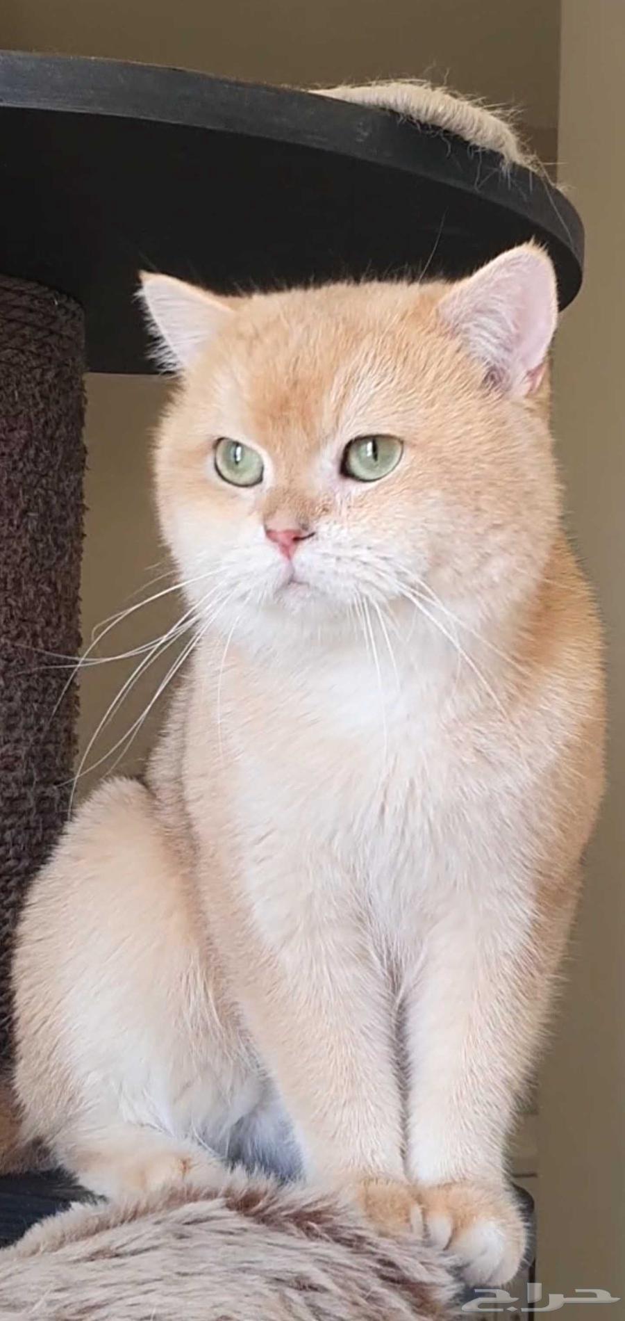 ذكر برتش Ny12 للبيع64550945838722113