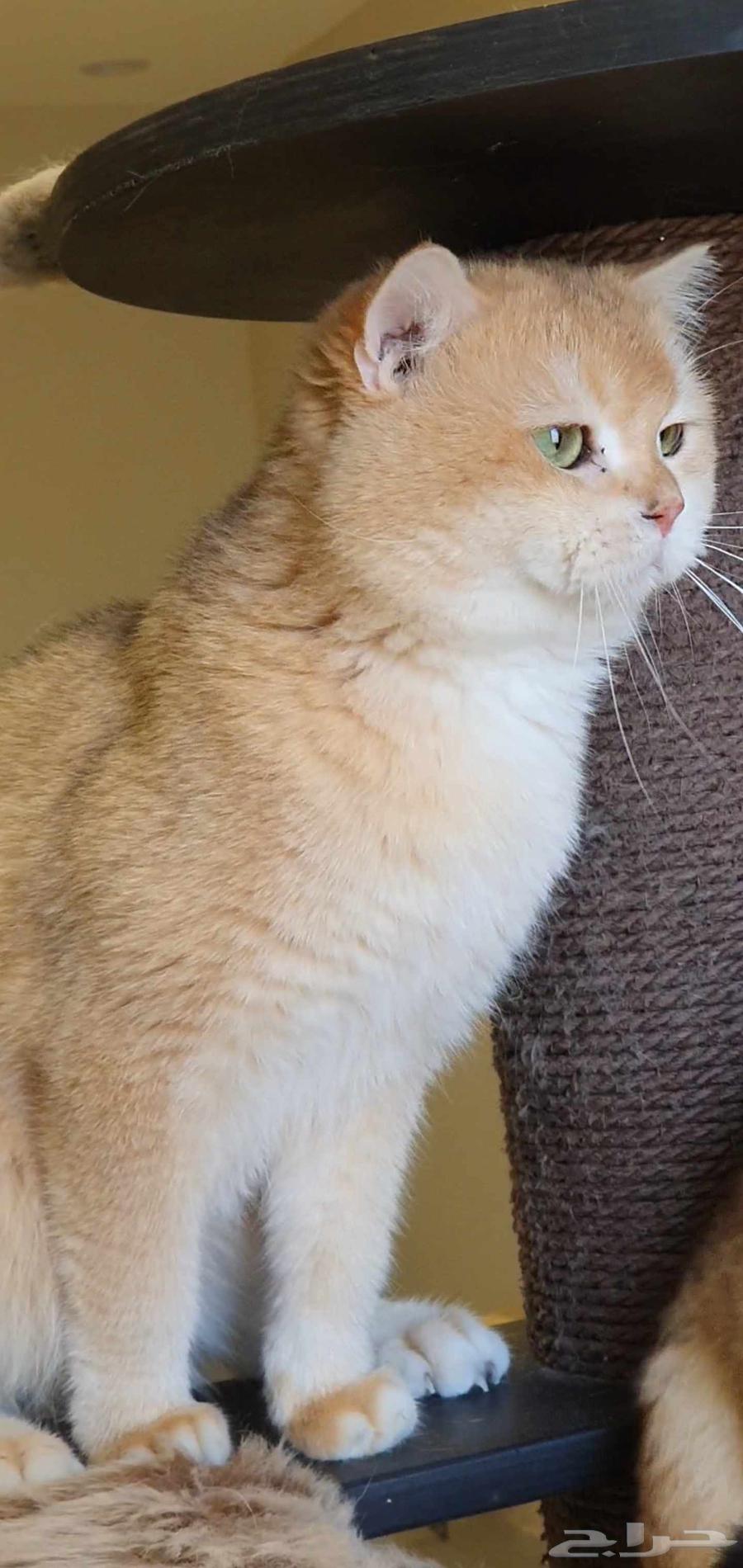 ذكر برتش Ny12 للبيع64550945838722114