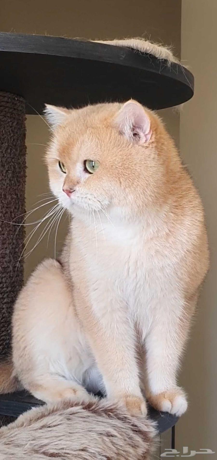 ذكر برتش Ny12 للبيع64550945838722112