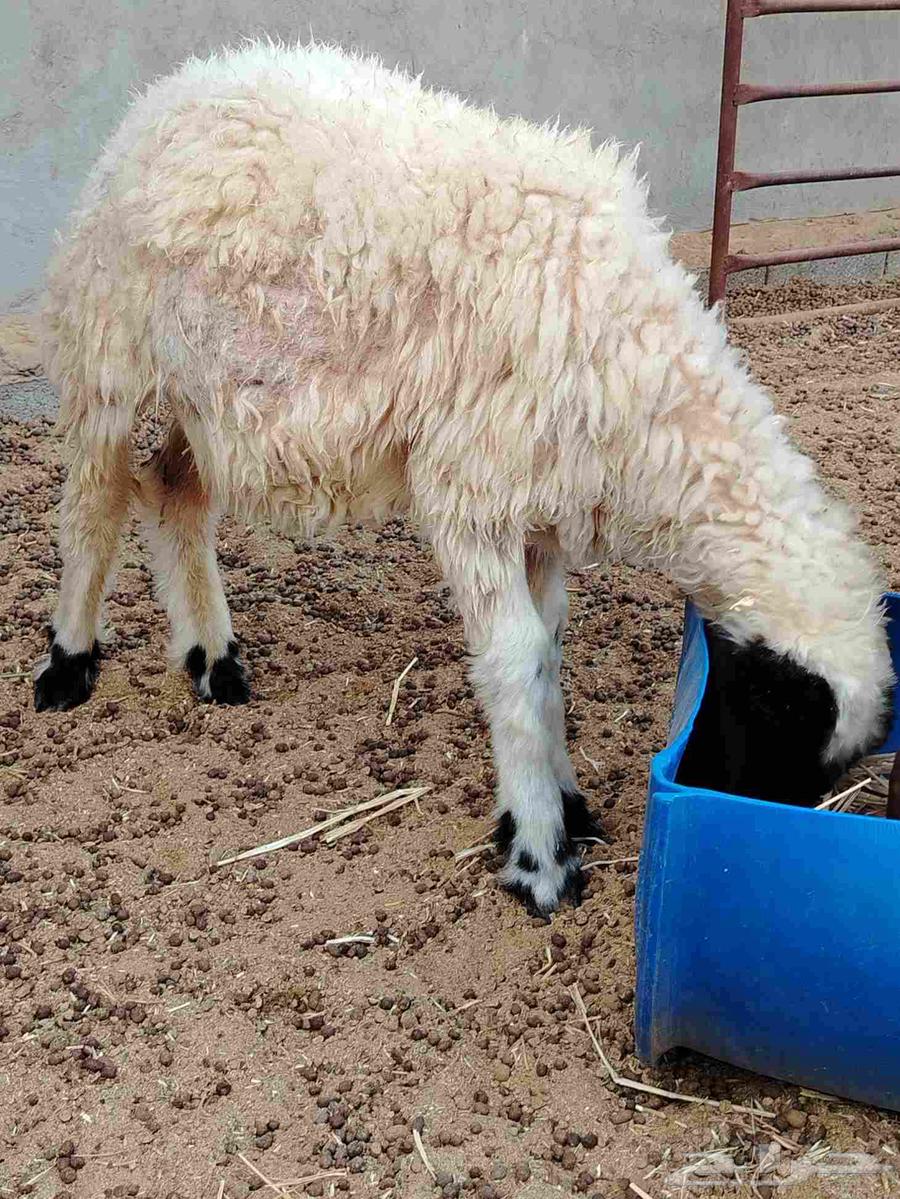 My windmills.64546158806913111