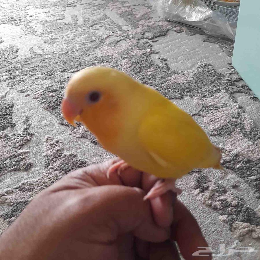 2 days of breeding64548168524674110