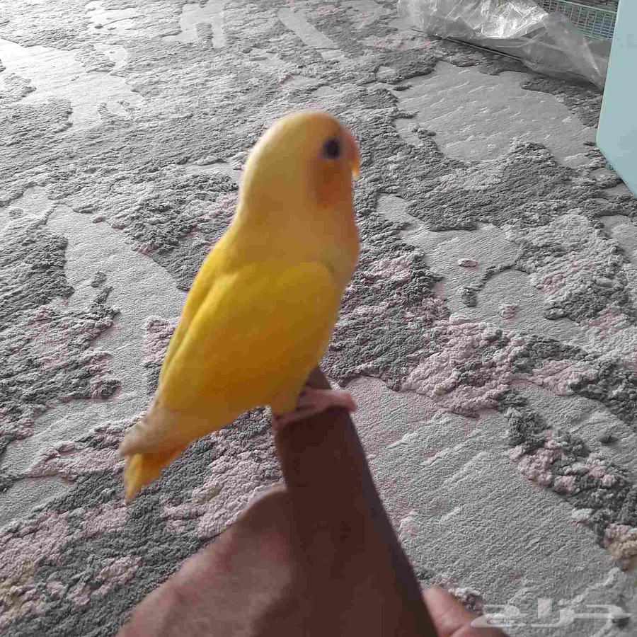 2 days of breeding64548168524674113