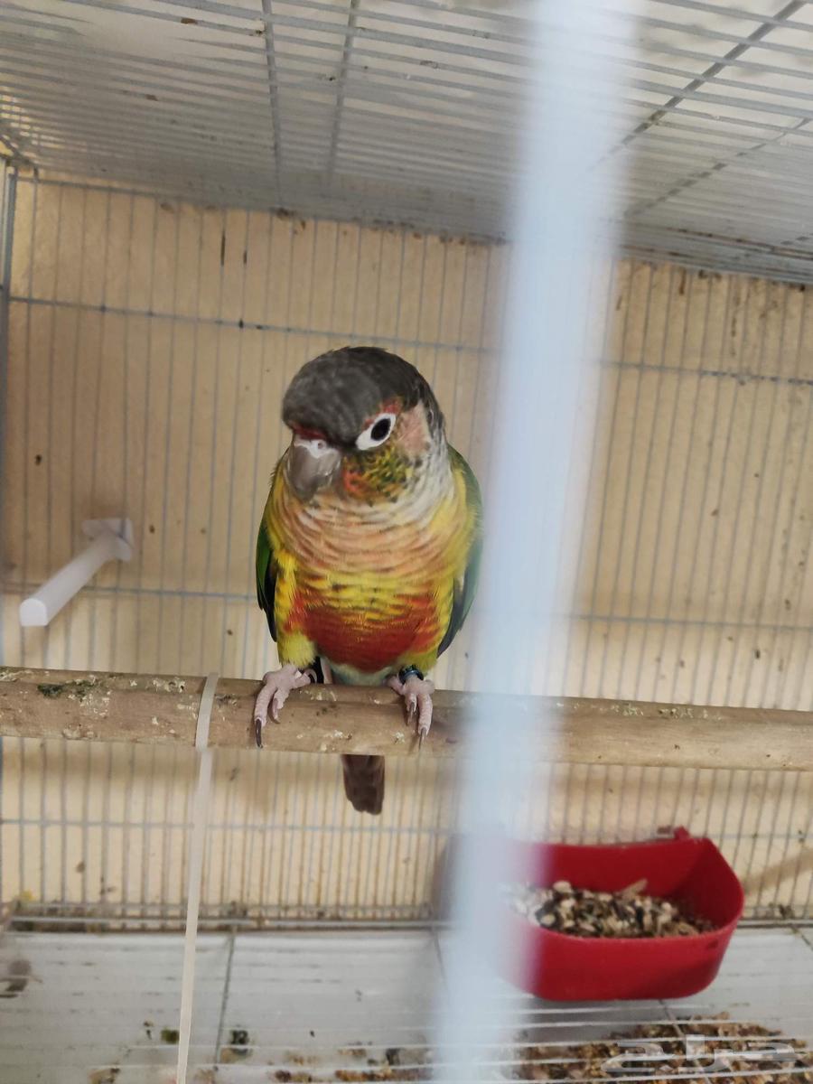 للبيع جوز كنيور بلو سايد منتج شرط64553257274883112