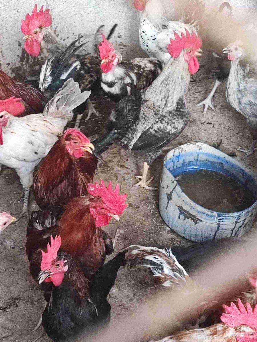 ديوك بلدي العدد 2564549769219587111