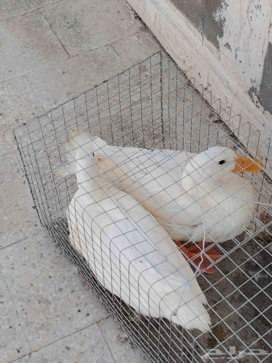 بط للبيع64545417385346110