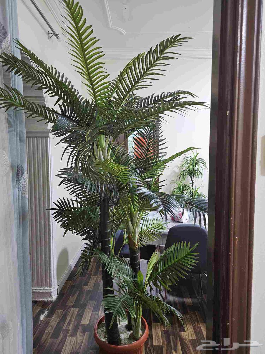 شجره نخيل صناعيه كبيره64547110384129110