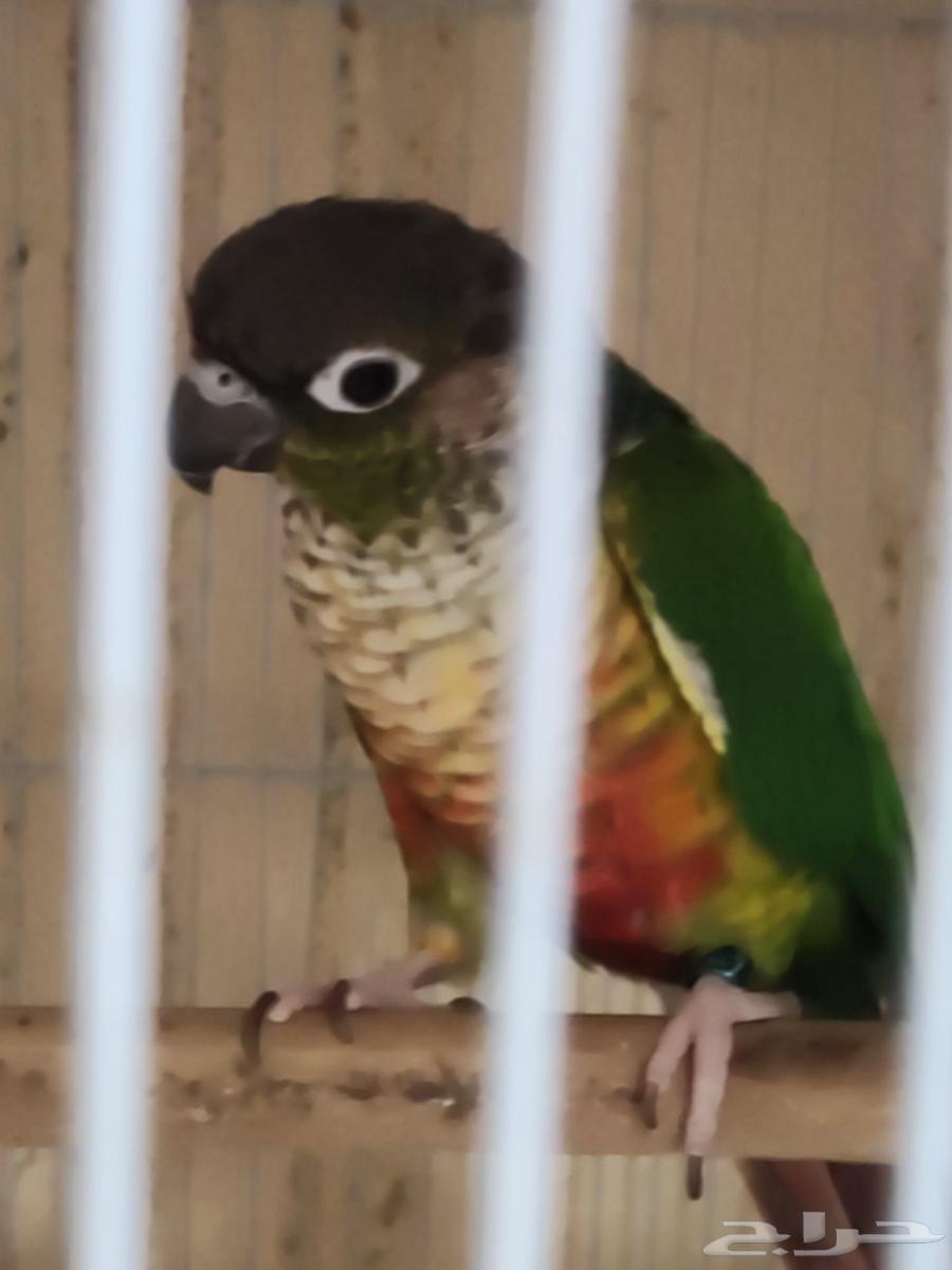 للبيع جوز كنيور بلو سايد منتج شرط64553257274883113