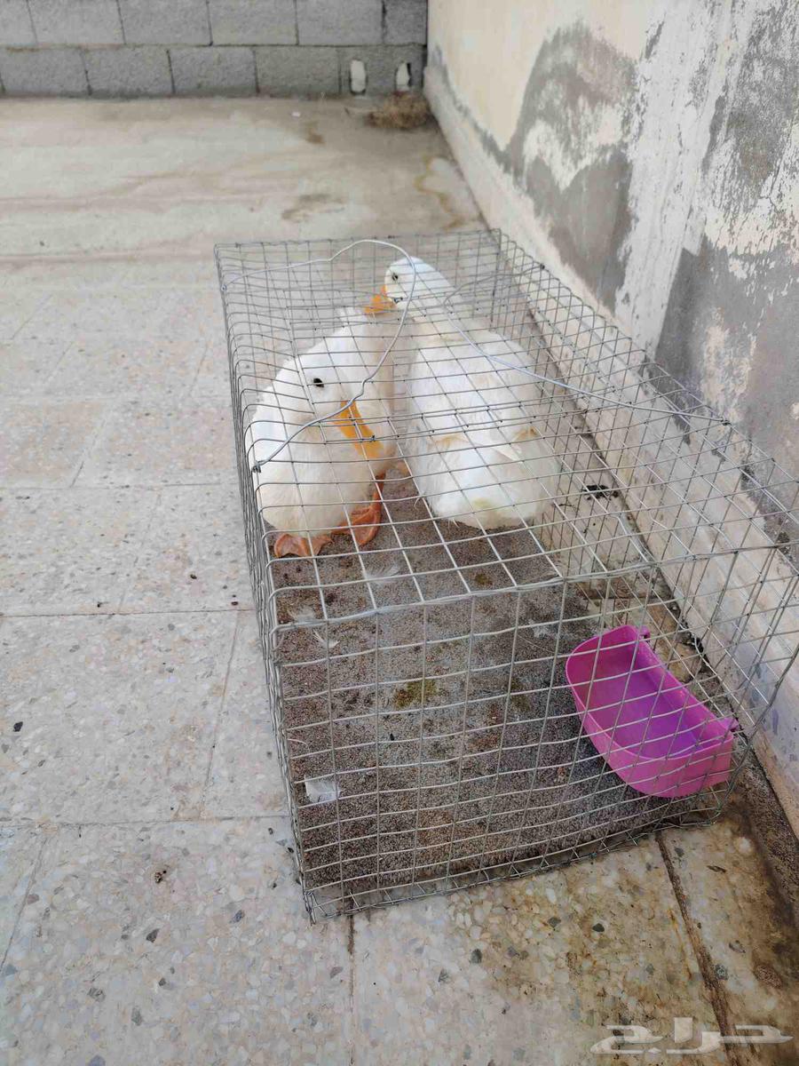 بط للبيع64545417385346112