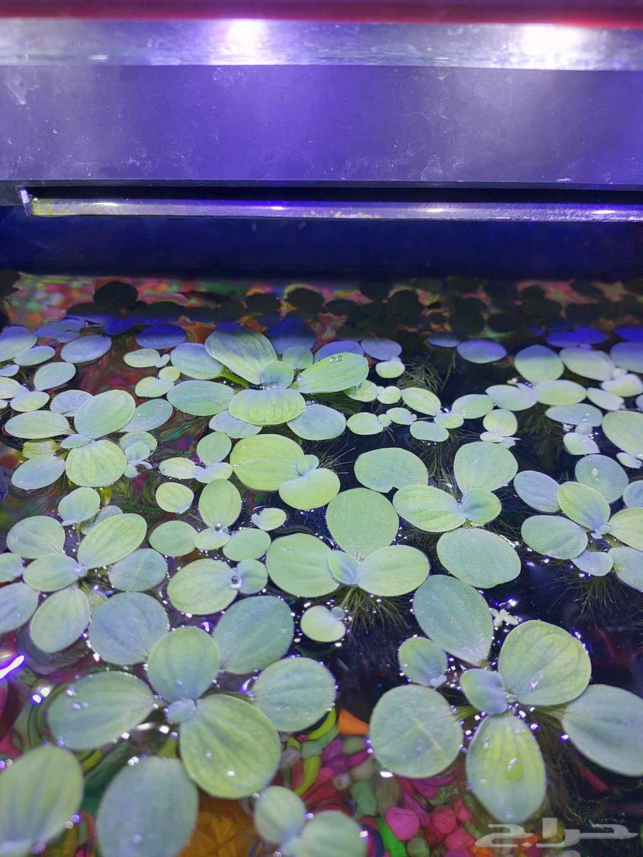 خس الماء لأحواض الزينه64547221607681110