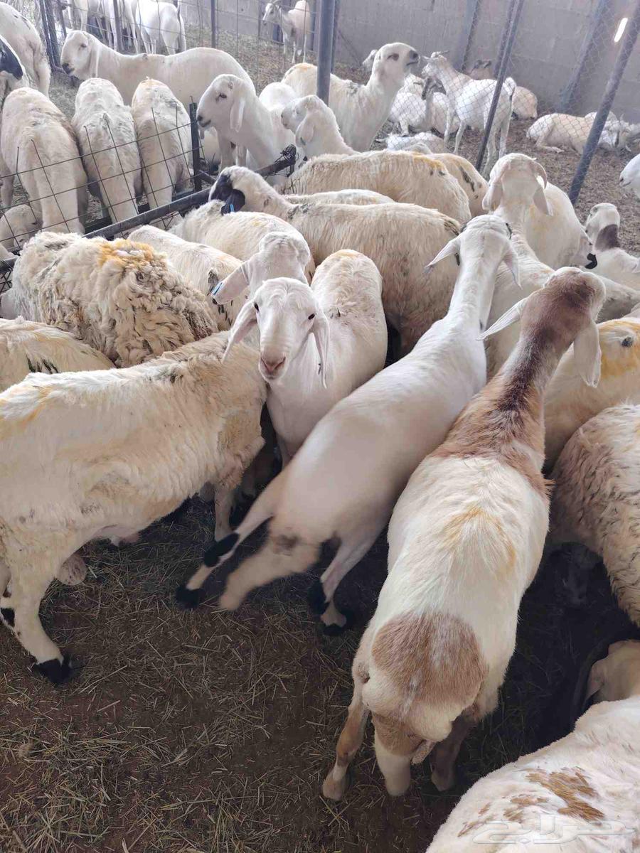 لدينا السواكني المرابي الجدعان64549093058946113